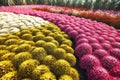 Colorful chrysanthemums in flower garden