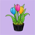 Illustration of Colorful Tulips in Flower Pot, Flat Design Royalty Free Stock Photo