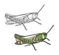Illustration for a coloring book in color and black and white. Drawing of grasshopper on a white isolated background. Royalty Free Stock Photo