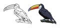 Illustration for a coloring book in color and black and white. Drawing of a toucan bird on a white isolated background. Royalty Free Stock Photo