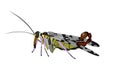 Illustration of a common scorpionfly, Panorpa communis