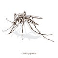 illustration of common ugly mosquito