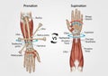 Illustration comparing pronation and supination of Royalty Free Stock Photo