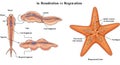 Illustration comparing regeneration in a fish and a starfish (Asteroidea). Left side Royalty Free Stock Photo