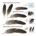 Lift and thrust during flight. Down feathers appear soft and fluffy, Royalty Free Stock Photo