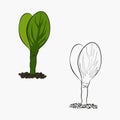 Illustration of the contour of the first leaves of germination and appearance of plants from seeds Royalty Free Stock Photo