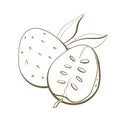 illustration contour line design element packaging natural fruit exotic tree annona medicinal plant soursop fruit close up