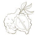 illustration contour line plant bergamot fruit citrus orange cut closeup healthy food perfume bouquet design element