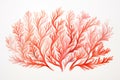 Illustration of coral seaweeds on white background, vector illustration, Living Coral watercolor illustration on white paper
