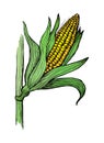 Illustration of corn grain stalk sketch