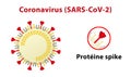 Illustration of coronavirus structure, highlighting its spike protein. Text in French.