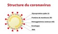 Illustration of coronavirus structure, including its spike protein. Text in French.