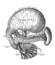 The illustration of course and branching of the abdominal aorta in the old book die Anatomie des Menschen, by C. Heitzmann, 1875, Royalty Free Stock Photo