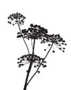Illustration on Cow Parsley Royalty Free Stock Photo
