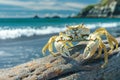 Crab on the beach with blue sea in background, close-up Royalty Free Stock Photo