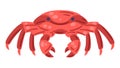 Illustration of crab. Natural icon. Marine cute decorative item.