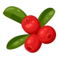Illustration of cranberries. Decorative autumn plant. Nature item.