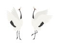 Crane courtship illustration