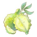 illustration crayons colored plant bergamot fruit citrus orange green cut open close up healthy food design element
