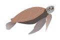 An illustration created with the help of the Figma editor. Realistic turtle, in brown and gray shades on a white background