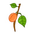 Illustration of creative colorful branch with apricot icon. Idea for decors, logo,spring holidays, nature and fruit themes.