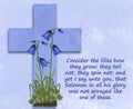 Cross with harebells and quotes from Luke`s gospel Chapter 12 verses 27 to 40