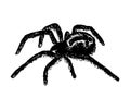 Illustration of cross spider Araneus