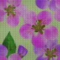 Illustration. Cross-stitch. Quince, apple quince flowers. Texture of flowers. Seamless pattern for continuous replicate. Floral