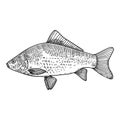Illustration of crucian fish in engraving style. Design element for logo, label, sign, poster, t shirt.