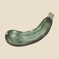 Illustration of cucumber vegetable isolated