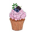 Illustration of a cupcake decorate with pink cream and blueberries, blackberry, isolated on a white background