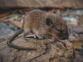 Cute baby mice curled up alone on a rock