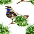 Illustration of cute blue bird on branch pine Royalty Free Stock Photo