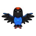 Cute blue manakin bird cartoon flying