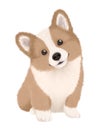 A cute corgi puppy illustration