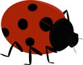 Illustration of a cute insect - Ladybug Royalty Free Stock Photo