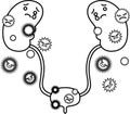 Illustration of cute kidney and bladder outline