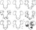 Illustration of cute kidney and bladder outline set