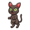 Cute korat cat cartoon standing