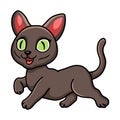 Cute korat cat cartoon walking