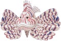 Lionfish/ Pterois