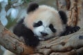 A cute panda cub sleeping in the tree, high definition photography Royalty Free Stock Photo