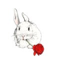 Illustration of a cute rabbit sketch with a red rose on a white background Royalty Free Stock Photo