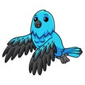 Cute spangled cotinga bird cartoon flying