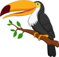 Cute toucan bird cartoon Royalty Free Stock Photo