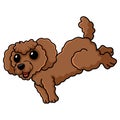 Cute toy poodle dog cartoon Royalty Free Stock Photo