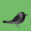 An illustration of a cute Western Jackdaw