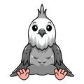 Cute whiteface cockatiel bird cartoon