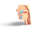 Illustration 3D human head emptied, otorhinolaryngology ENT