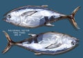 Illustration low polygon drawing of tuna fishes